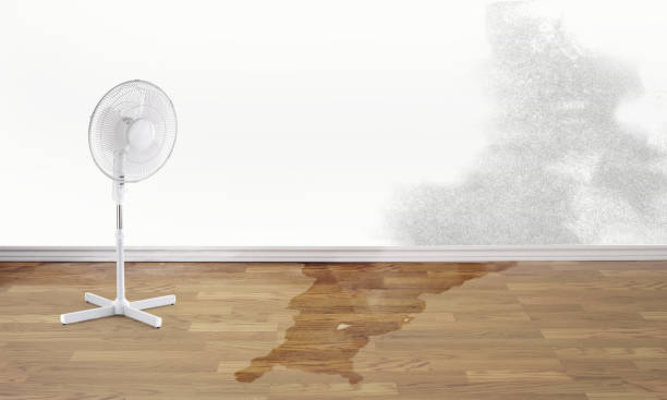 Best Water damage contractors near me  in Cameron, TX
